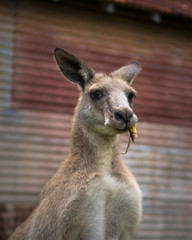 Wall Mural - Lazy kangaroo, Australia