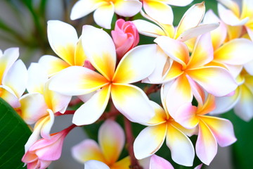 Wall Mural - Plumeria flower pink and white tropical flower, frangipani flower