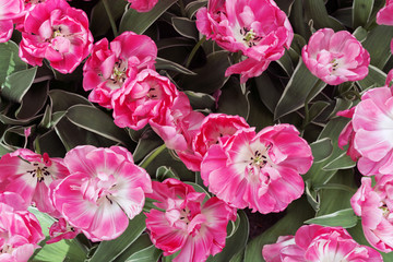 Wall Mural - Spring gorgeous tulips. Pink tulips on a sunny spring day. Tulips are blooming on the field, close-up.