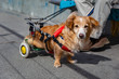 niepełnosprawny piesek na zwierzęcym wózku inwalidzkim podczas spaceru