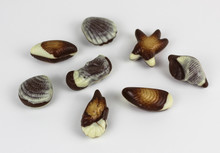 Beautifully Chocolate Seashells Isolated On White Background