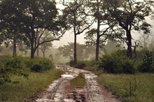 Road In Jungle / Monsoon In Jungle