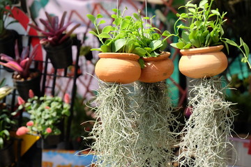 Ornamental plant Hanging plants decorate the garden in clay pots Hanging for sale to tree lovers to decorate the garden in the agricultural market.