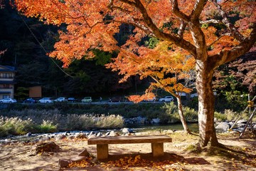 Wall Mural - a wooden bench under the maple tree by the stream in autumn at korankei valley. here is a popular sp