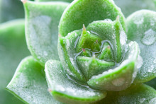 Wet Green Succulent Plant Close Up. Floral Spring Macro 