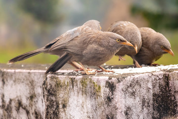 Jungle babbler bird eating rice feed on the wall.