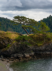 Sticker - Tree and Rocks - Washington - Deception Pass