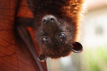 Happy Gaint Fruit Bat