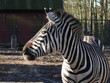 Ueckermünde, Tierporträts im Tierpark, Zebra