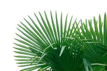 Leaves Of Fan Palm Free Stock Photo - Public Domain Pictures