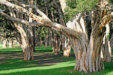 A Forest Of Broad-leaved Paperbark Trees In Australia. This Tree Is Also Known As Paper Bark Tea Tree, Punk Tree Or Niaouli