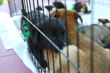 The Dog Drinks Water . Stray Puppies In A Cage. Dog Shelter. The Animal Is Behind Bars. Homeless Puppies. Small Black, Brown And White Dogs Behind Bars Of A Shelter .
