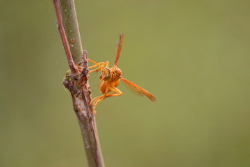 Wall Mural - front view of a wasp on a plant in the garden, insect