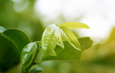 close-up natural view of green leaves on a blurred green background in the garden, with a copying area used as a green natural plant background.