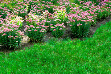 Closeup of bushes with beautiful soft coral flowers in the meadow. Bright green grass and colorful nature in fool bloom, outdoors on sunny day.