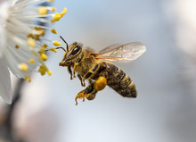 A Bee Collects Honey From A Flower