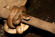 Cat Snake (Boiga Beddomei) Wrapped Around A Tree Trunk, India.