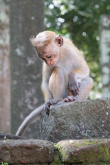 Wall Mural - Monkey cute baby sitting on the stone