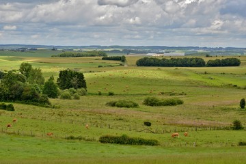 Wall Mural - rural landscape with green field, cows and blue sky