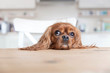 © AnnaFotyma - Dog behind the table