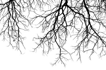 branch of tree silhouette on white background