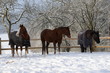 Die glorreichen 3. § schöne Pferde im Schnee