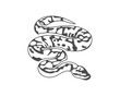 © shuttersport - Python snake logo vector, Animal graphic, Snake design Template illustration