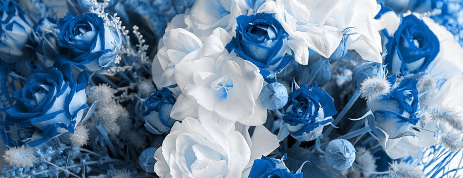 Fototapete -  - A colorful blossoming flower bouquet of red and white roses and freesia close up. Beautiful floral background. Panoramic banner.
