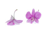 Fototapeta Motyle - pink orchid flowers isolated on white background