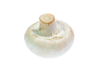 Mushroom champignon isolated on white background