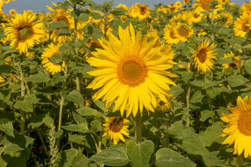  Close up of sunflowers in sunflower field 