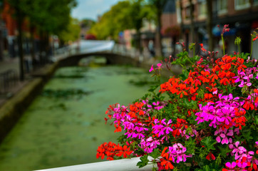 Wall Mural - Delft, the netherlands, august 2019. The pretty and romantic canals, smaller than in Amsterdam. The aquatic plants create a green carpet, the bridges frame the flower boxes in warm and bright colors.