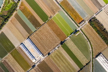 Canvas Print - colorful farm with vegetables and rice