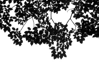 silhouette of leaves on white background