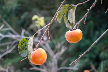 Canvas Print - persimmons on the tree