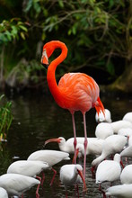 A Pink Flamingo Birds Standing On One Leg