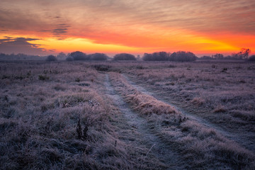 Wall Mural - Road during a frosty morning in Oborskie Meadows, Konstancin Jeziorna, Poland