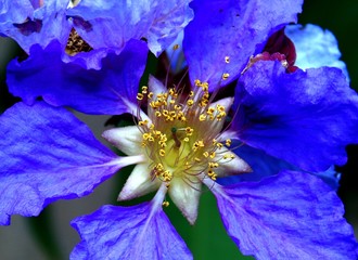  flor lilás 