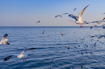 Seagulls bird flying over the sea with beautiful sunset on evening twilight sky landscape background