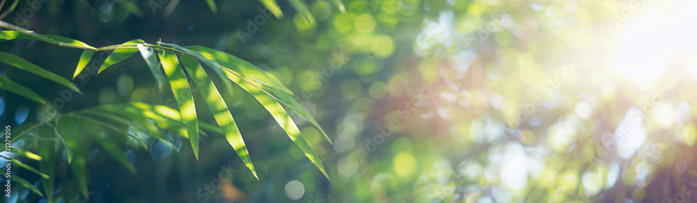 Bamboo leaves, Green leaf on blurred greenery background. Beautiful leaf texture in sunlight. Natural background. close-up of macro with free space for text. - obrazy, fototapety, plakaty 