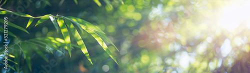 Cuadros en Lienzo Bamboo leaves, Green leaf on blurred greenery background