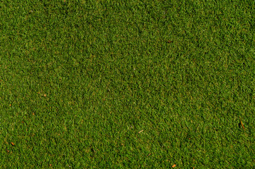 Green grass pattern and texture for background. Close-up image.