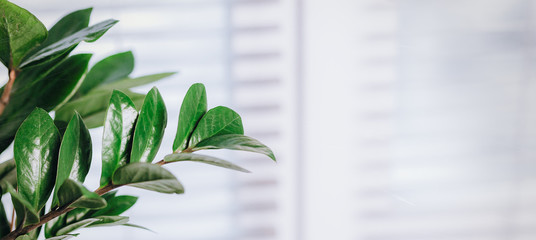 A small green plant pot zamioculcas displayed in the white window