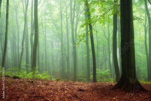 Obrazy las   mglisty-poranek-w-zielonym-lesie