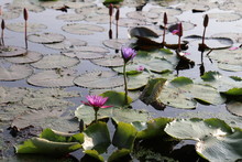 Lotus Pond With Pin And Violet Lotus Flowers