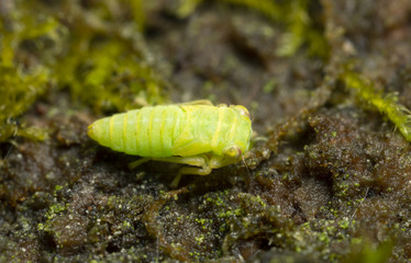 Wall Mural - Hemipteron on wood, macro photo