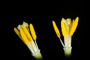 Two Intimate Parts of Tulips