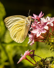 Closeup Of A Cloudless Sulphur Butterfly On Cluster Of Pink Flowers