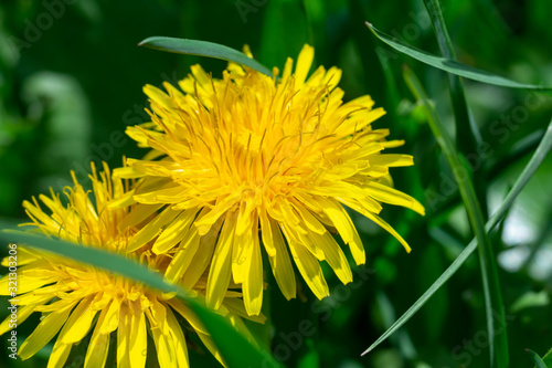Yellow dandelion flower in green grass.