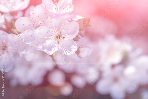 Beautiful orchard at sunrise.